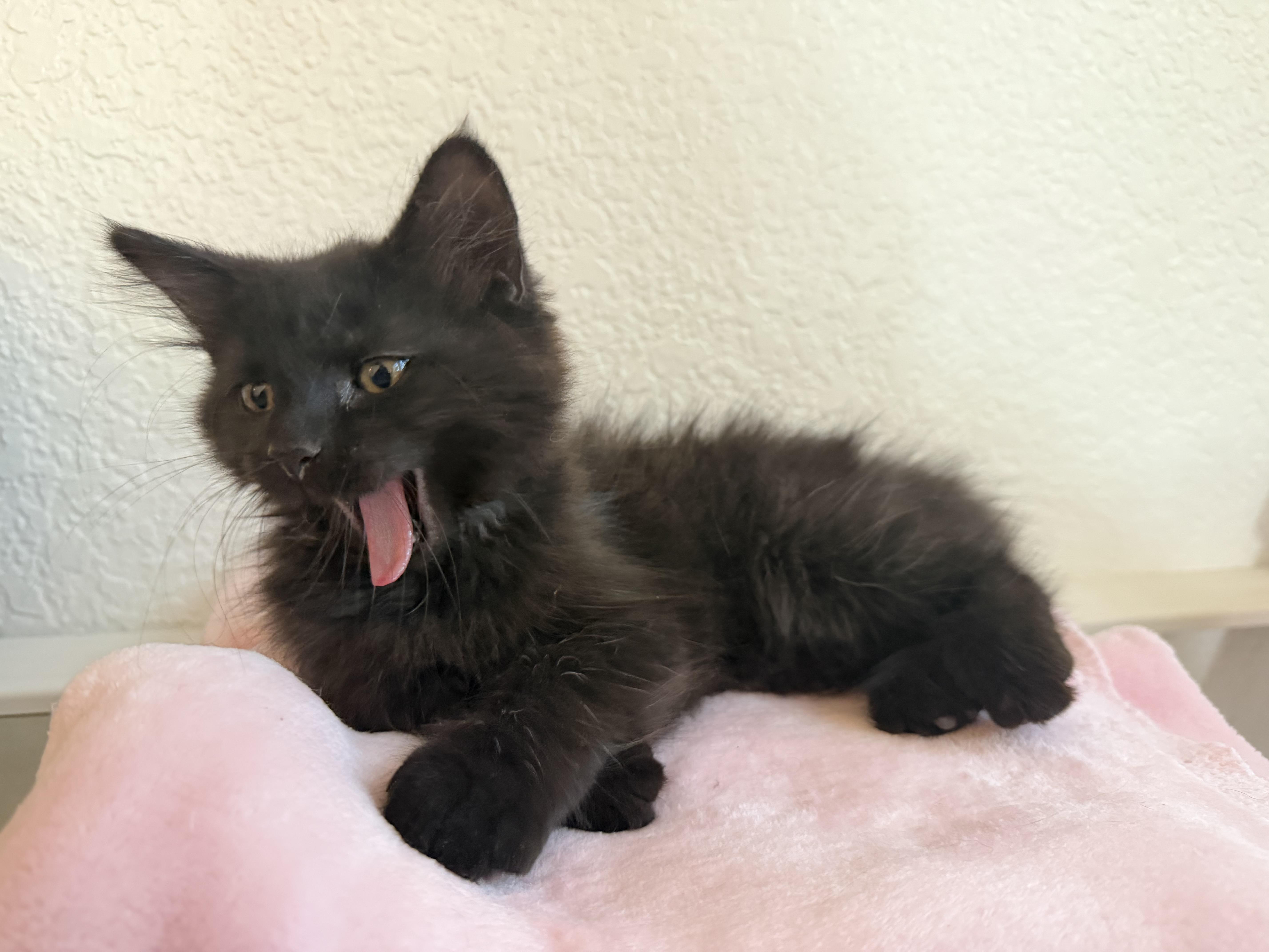 Enlarge Blair & Serena, a Adopted Domestic Short Hair in Moses Lake, WA image 3/6