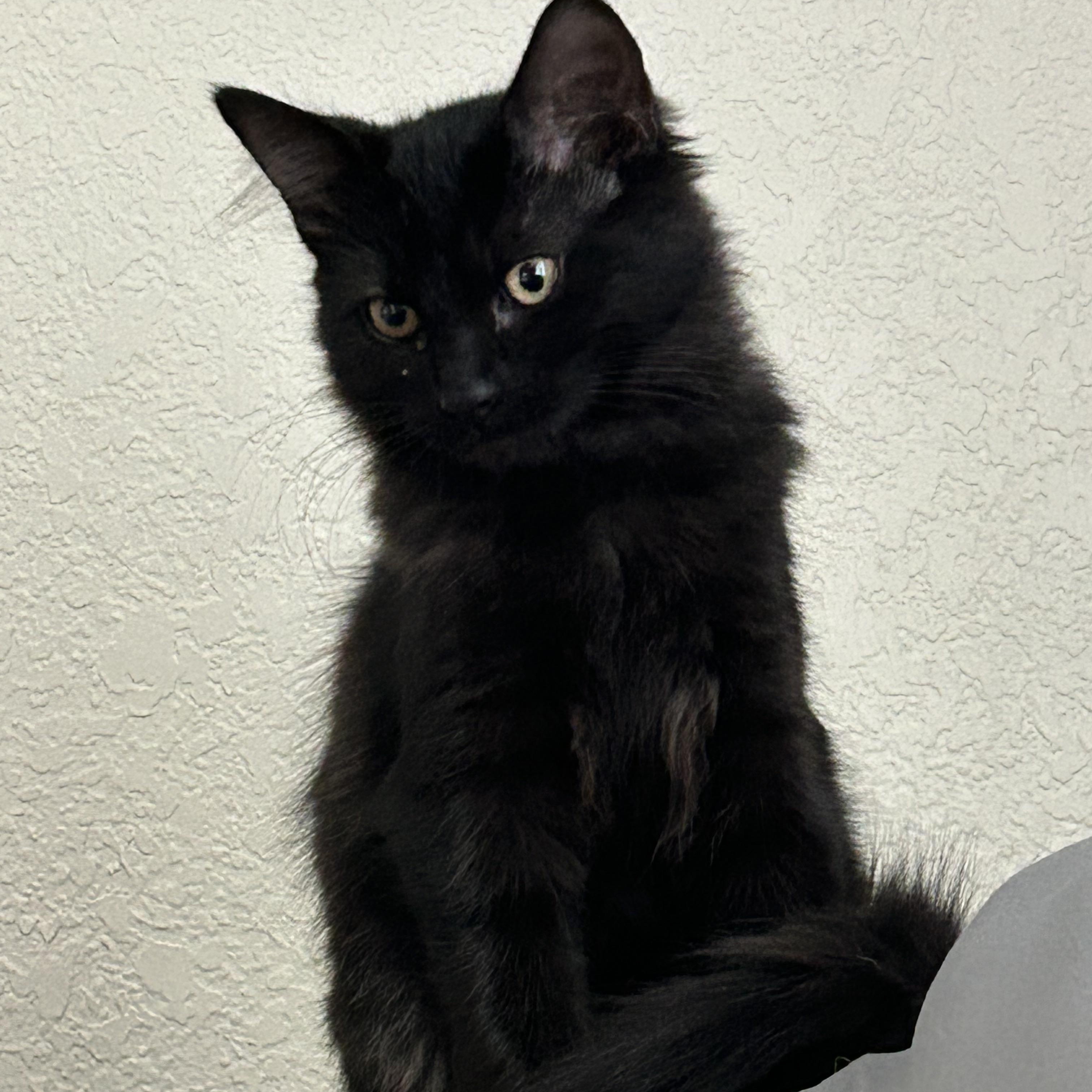 Enlarge Blair & Serena, a Adopted Domestic Short Hair in Moses Lake, WA image 5/6