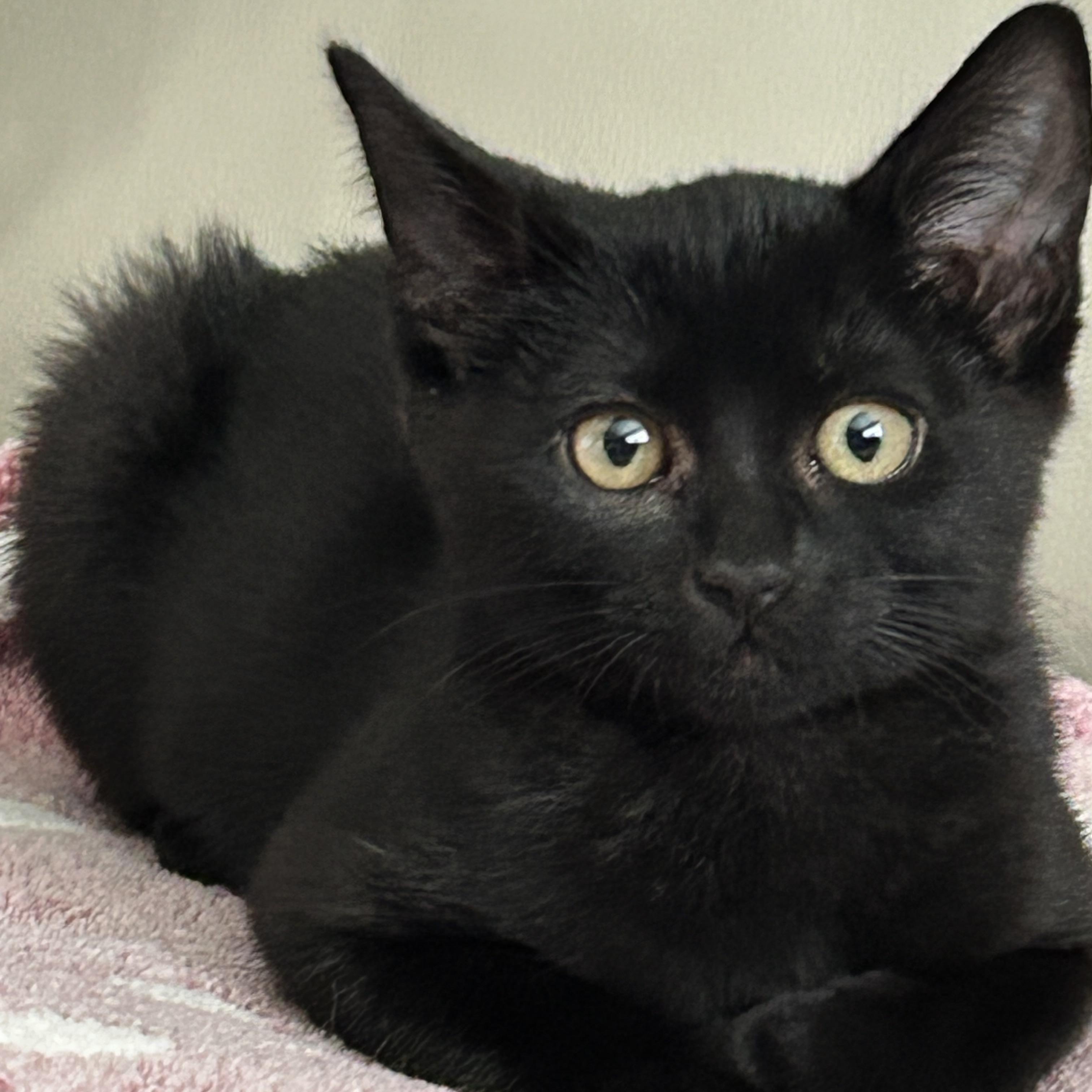 Enlarge Blair & Serena, a Adopted Domestic Short Hair in Moses Lake, WA image 4/6