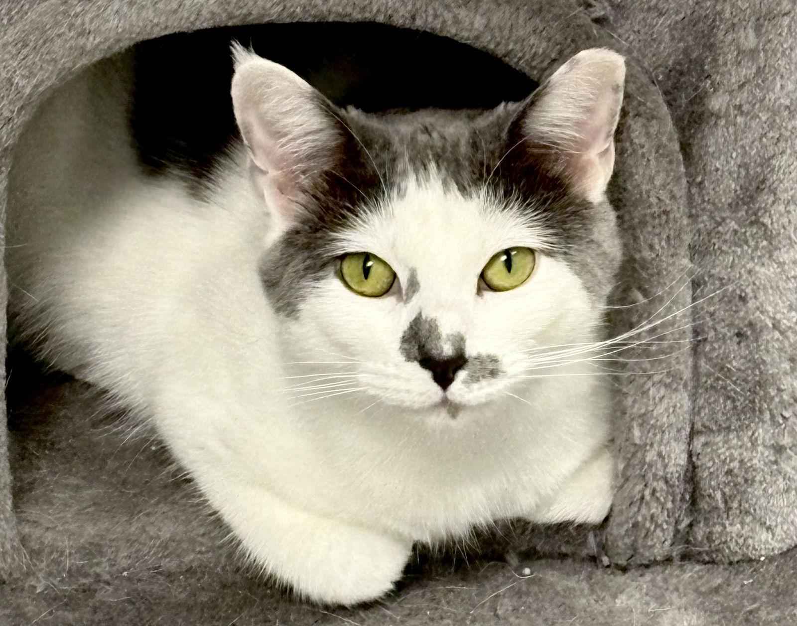 Enlarge Sammy, a Adoptable Domestic Short Hair in Pittsburgh, PA image 1/3