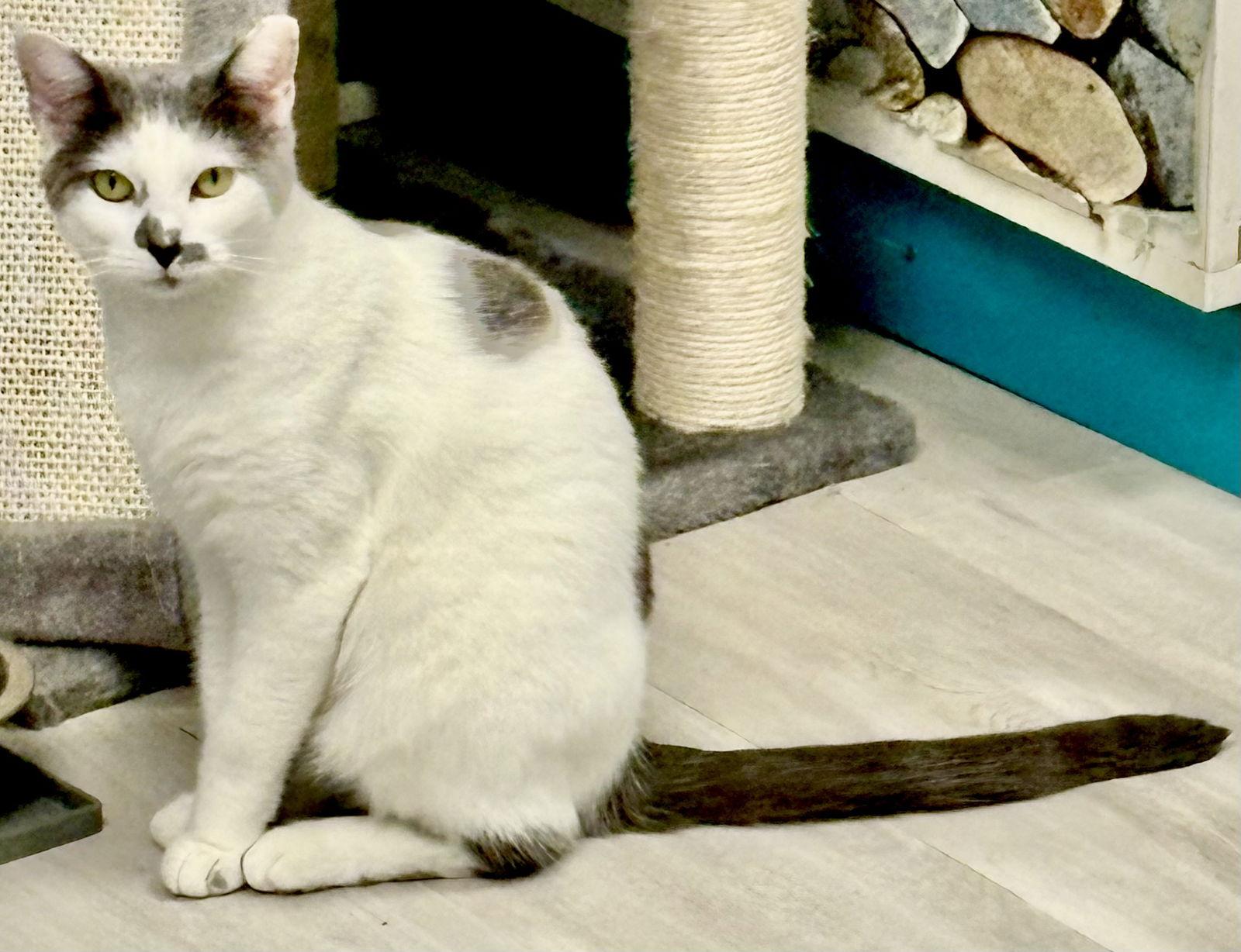 Enlarge Sammy, a Adoptable Domestic Short Hair in Pittsburgh, PA image 2/3