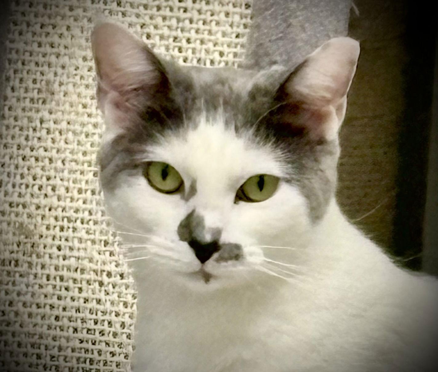 Enlarge Sammy, a Adoptable Domestic Short Hair in Pittsburgh, PA image 3/3