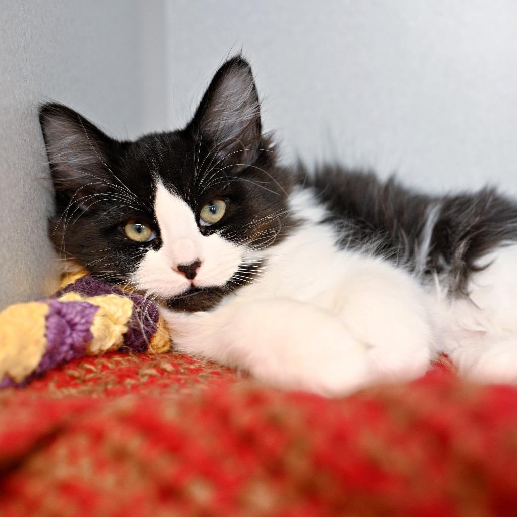 Chandler Bing, Adoptable, Kitten Male Domestic Medium Hair.