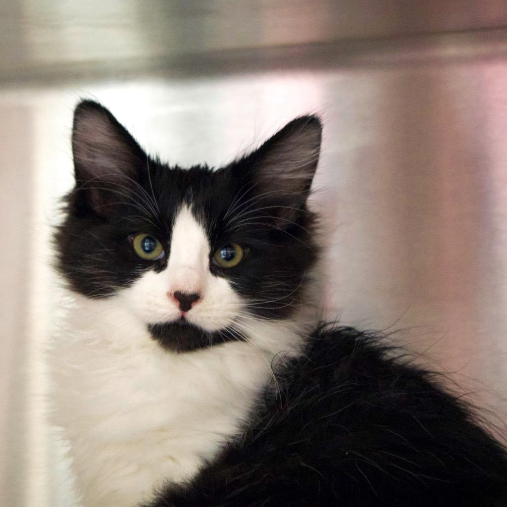 Chandler Bing, a Adoptable mixed breed in Shoreline, WA image 2/3