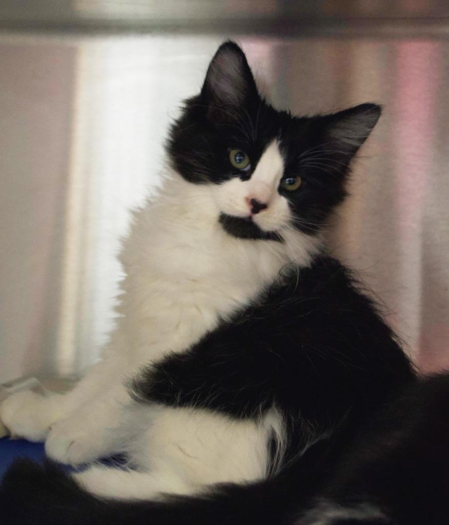 Chandler Bing, a Adoptable mixed breed in Shoreline, WA image 3/3