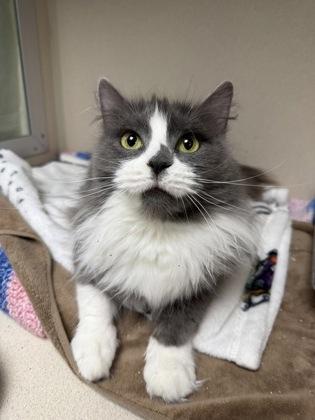 Kottir, Adoptable, Adult Female Domestic Long Hair & Domestic Short Hair.
