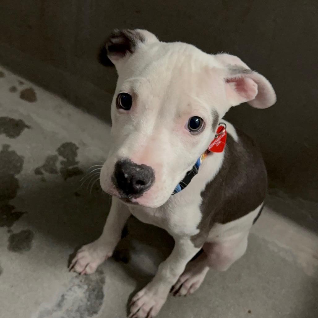 Harley , ADOPTABLE, Puppy Female Pit Bull Terrier.