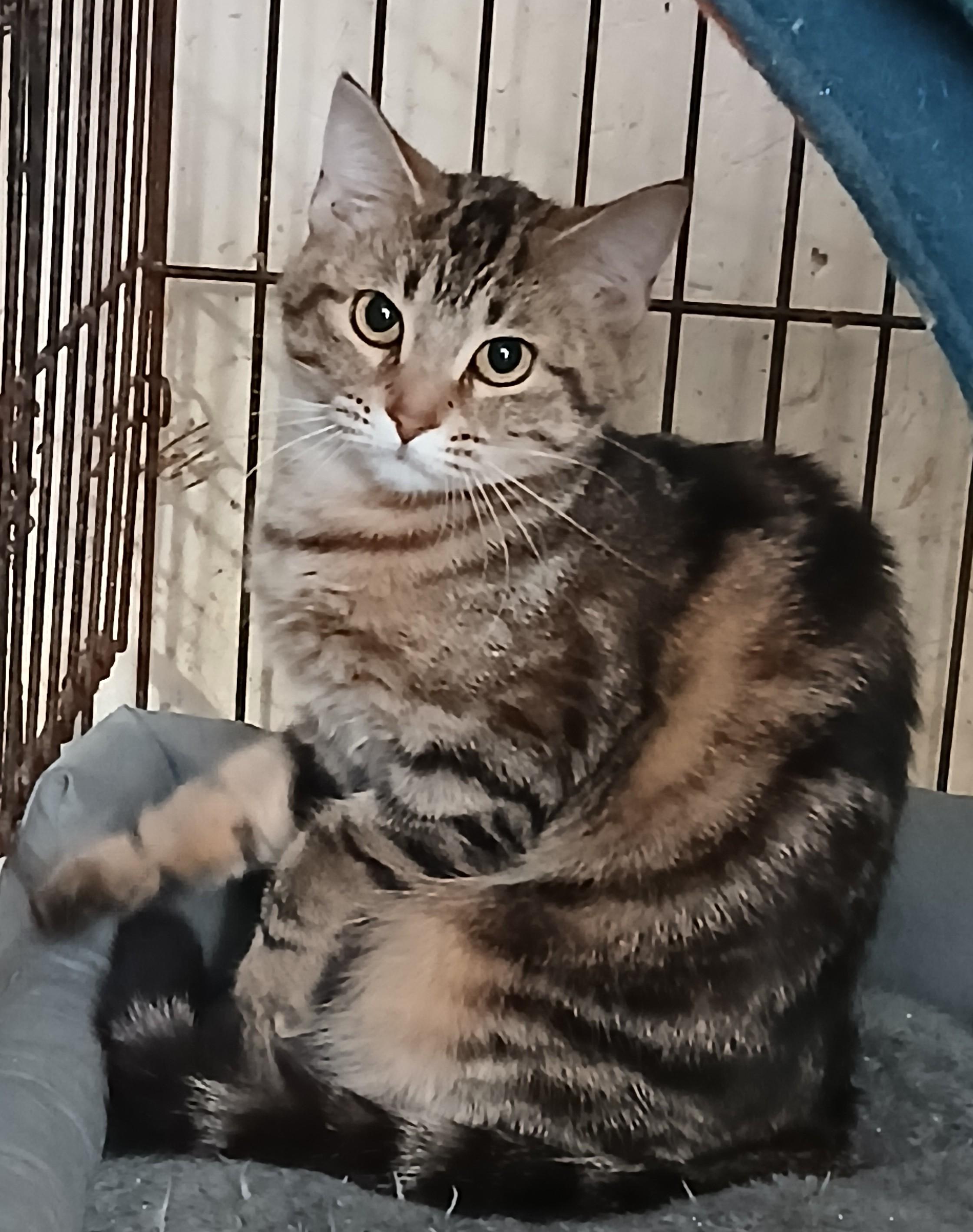 Springport Sparkles, an adopted mixed breed in Eaton Rapids, MI image 1/4