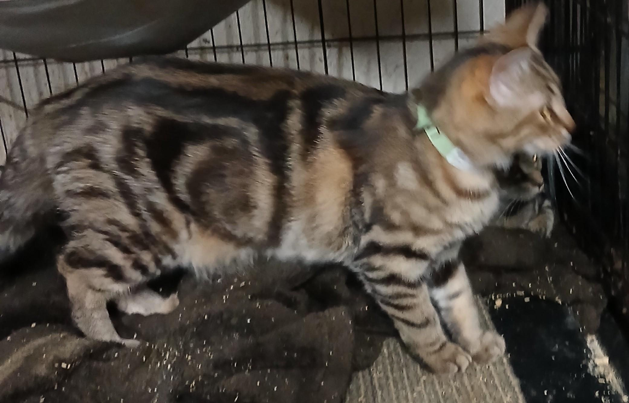 Springport Sparkles, an adopted mixed breed in Eaton Rapids, MI image 3/4