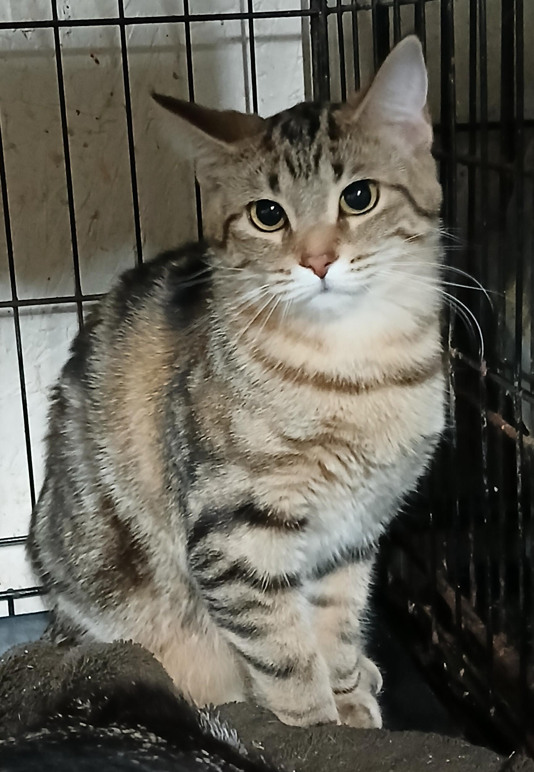 Springport Sparkles, an adopted mixed breed in Eaton Rapids, MI image 2/4