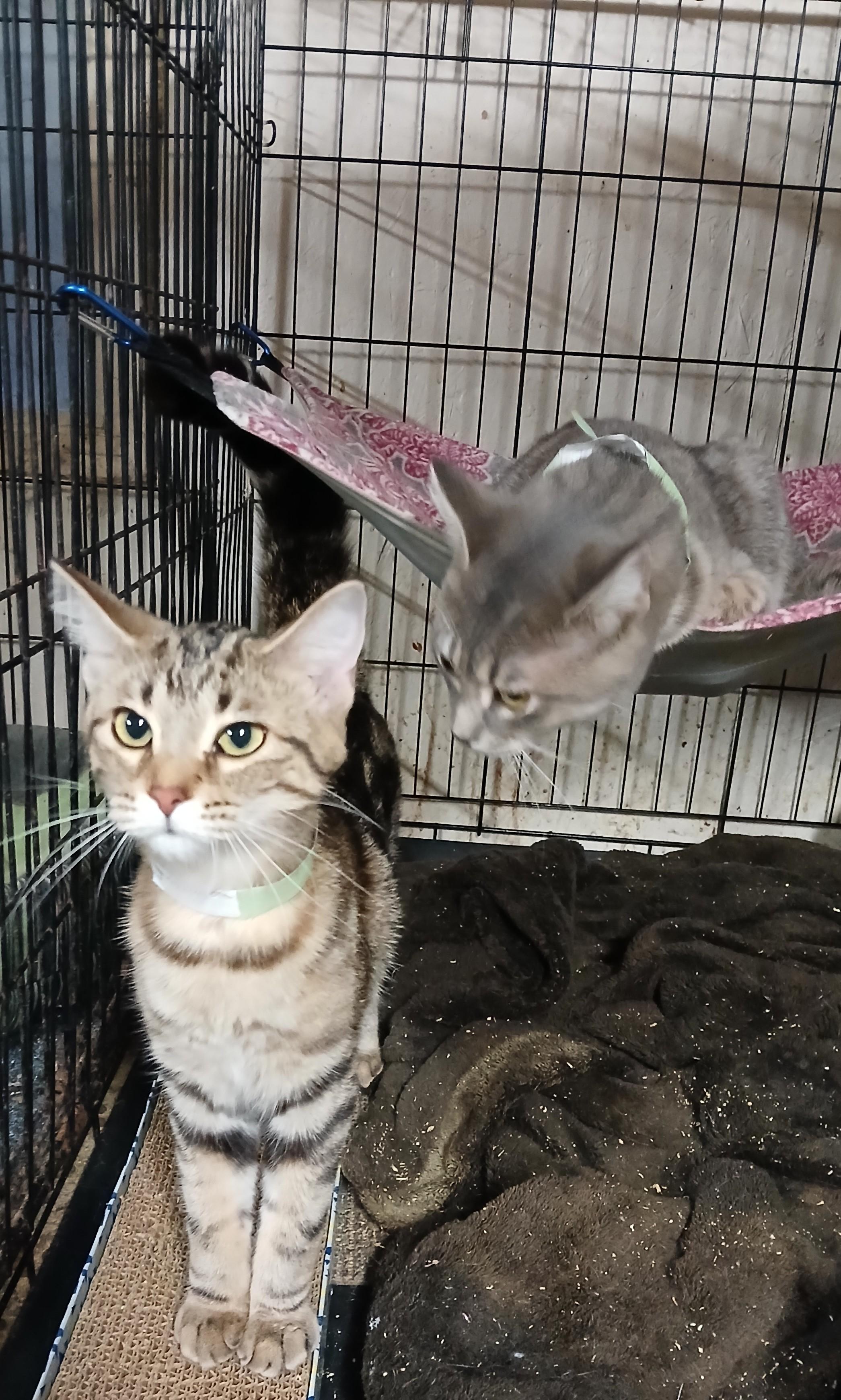 Springport Sparkles, an adopted mixed breed in Eaton Rapids, MI image 4/4