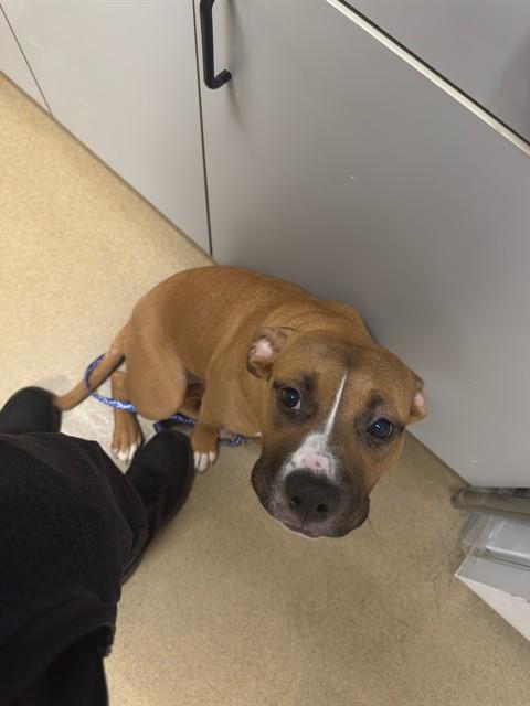 SHERA, Adoptable, Young Female Pit Bull Terrier & Mixed Breed.