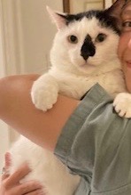 Taki, a Adopted Domestic Short Hair in Victor, NY image 3/3