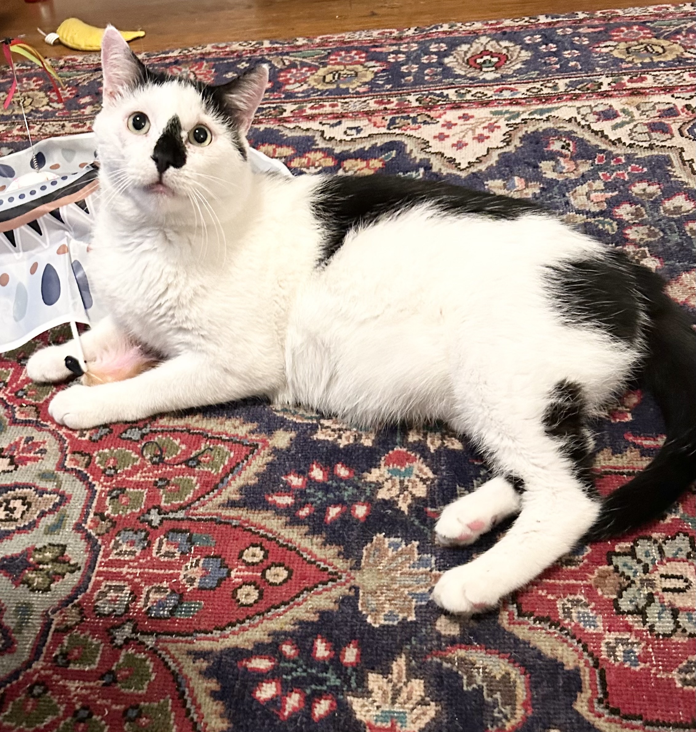 Taki, a Adopted Domestic Short Hair in Victor, NY image 1/3