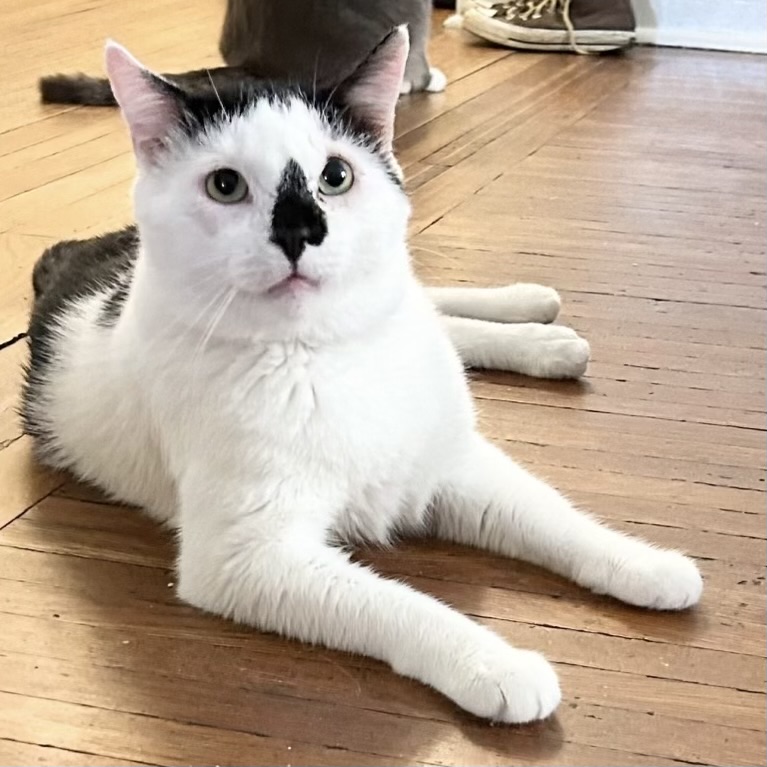 Taki, a Adopted Domestic Short Hair in Victor, NY image 2/3