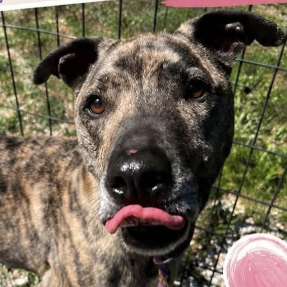 Enlarge Tucker, a ADOPTABLE mixed breed in Jackson, NJ image 2/4