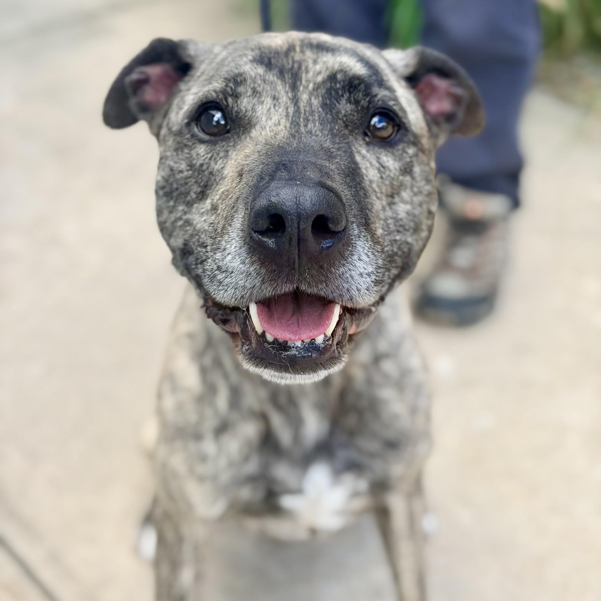 Tucker, ADOPTABLE, Adult Male Catahoula Leopard Dog.