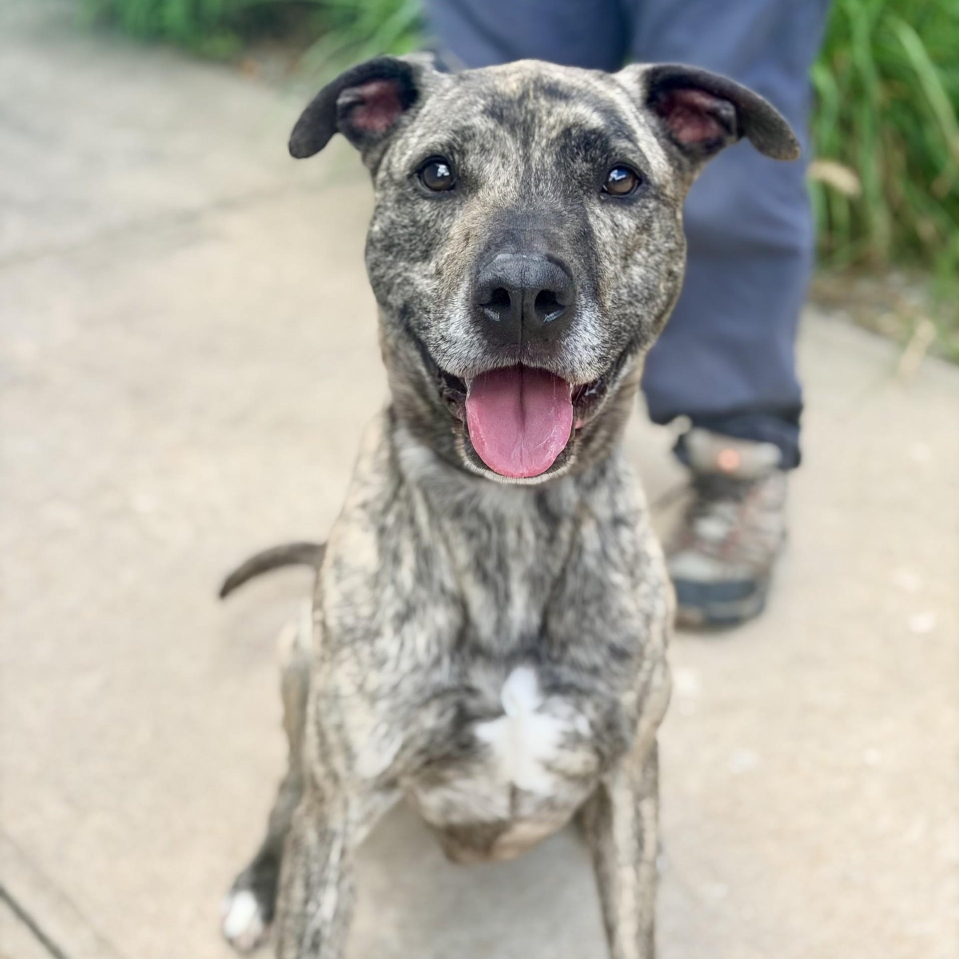 Enlarge Tucker, a ADOPTABLE mixed breed in Jackson, NJ image 4/4