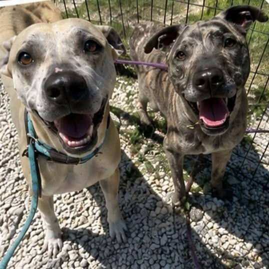 Enlarge Tucker, a ADOPTABLE mixed breed in Jackson, NJ image 3/4