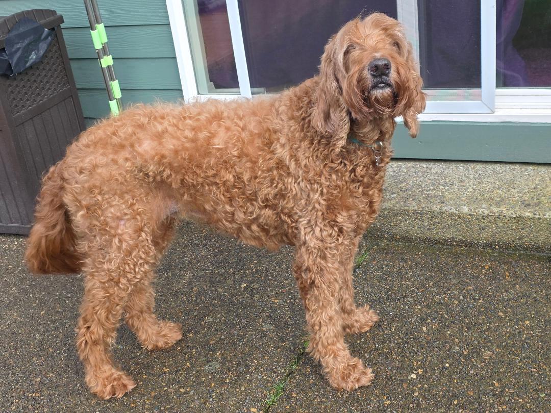 Enlarge Mac, an adopted Labradoodle in Salem, OR image 2/3