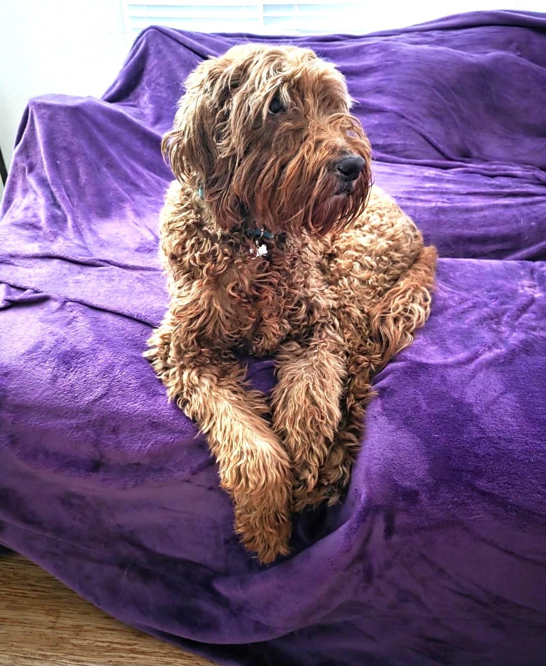 Enlarge Mac, an adopted Labradoodle in Salem, OR image 3/3