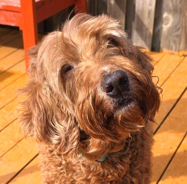 Enlarge Mac, an adopted Labradoodle in Salem, OR image 1/3