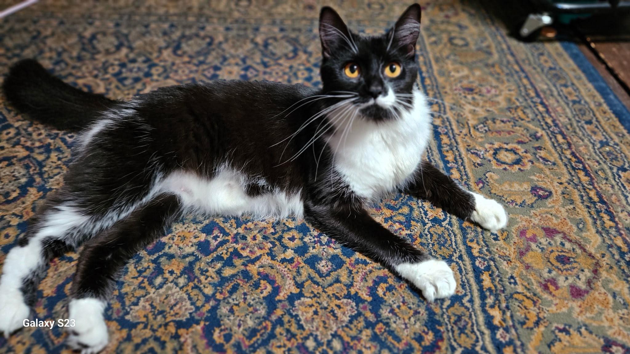 Enlarge Piper, a Adoptable Domestic Short Hair in New Britain, CT image 2/2
