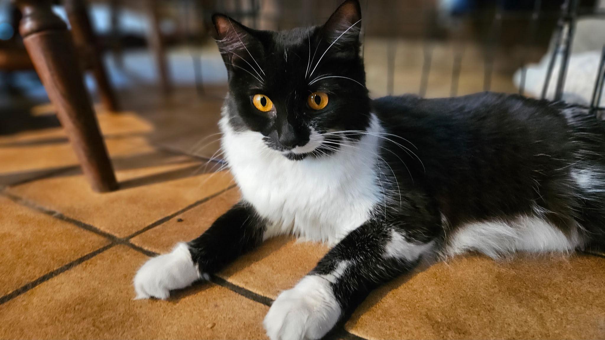 Piper, Adoptable, Adult Female Domestic Short Hair.
