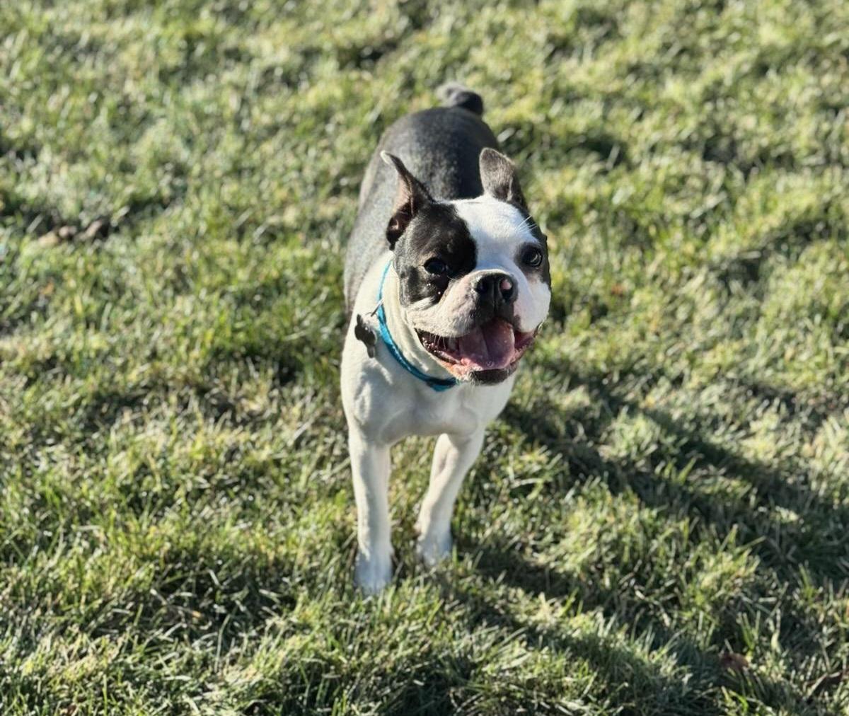 Winston in NE, a Adoptable Boston Terrier in Elkhorn, NE image 2/4