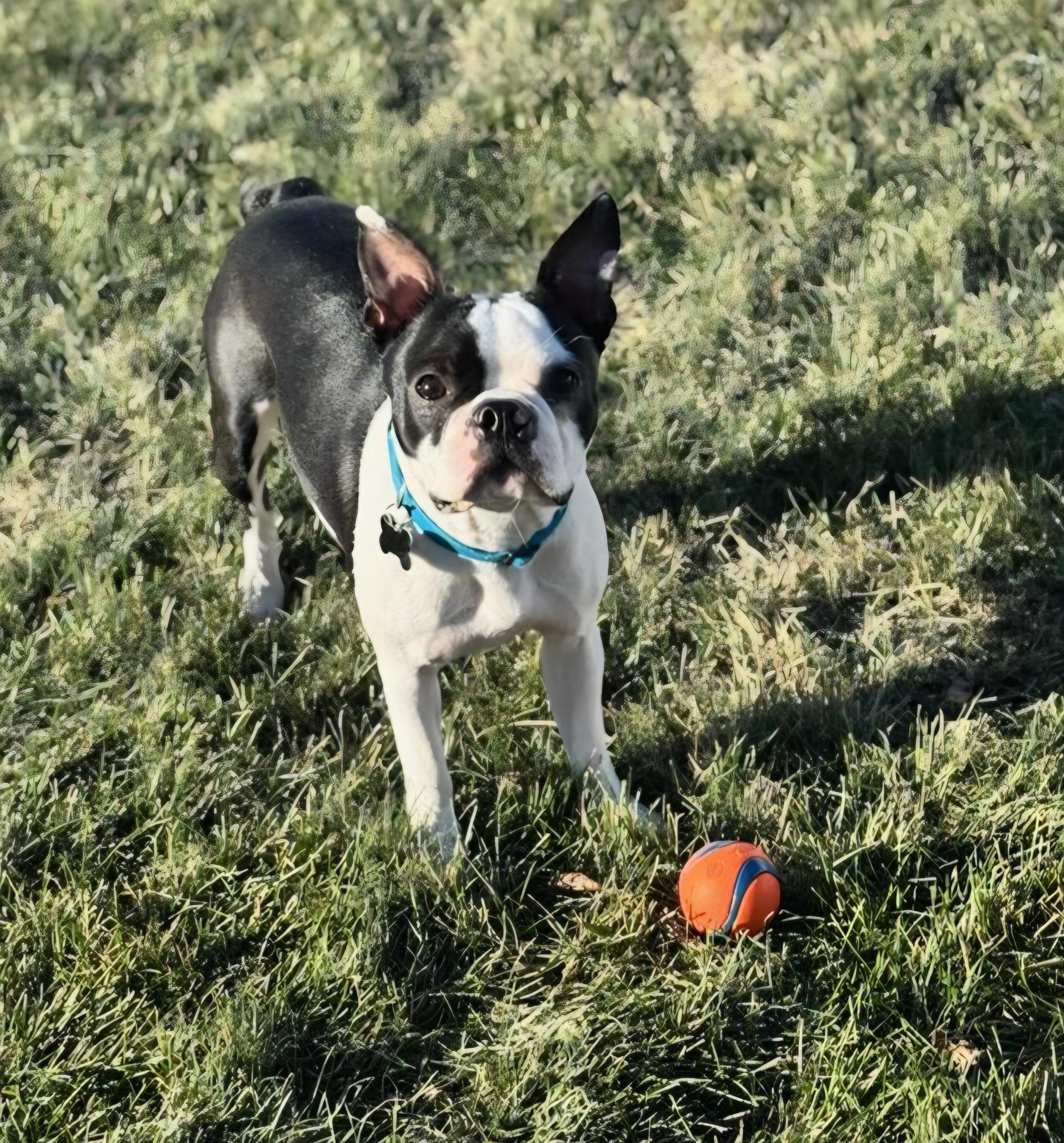 Winston in NE, a Adoptable Boston Terrier in Elkhorn, NE image 3/4