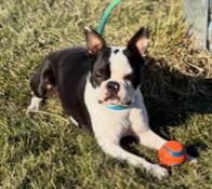 Winston in NE, Adoptable, Young Male Boston Terrier.