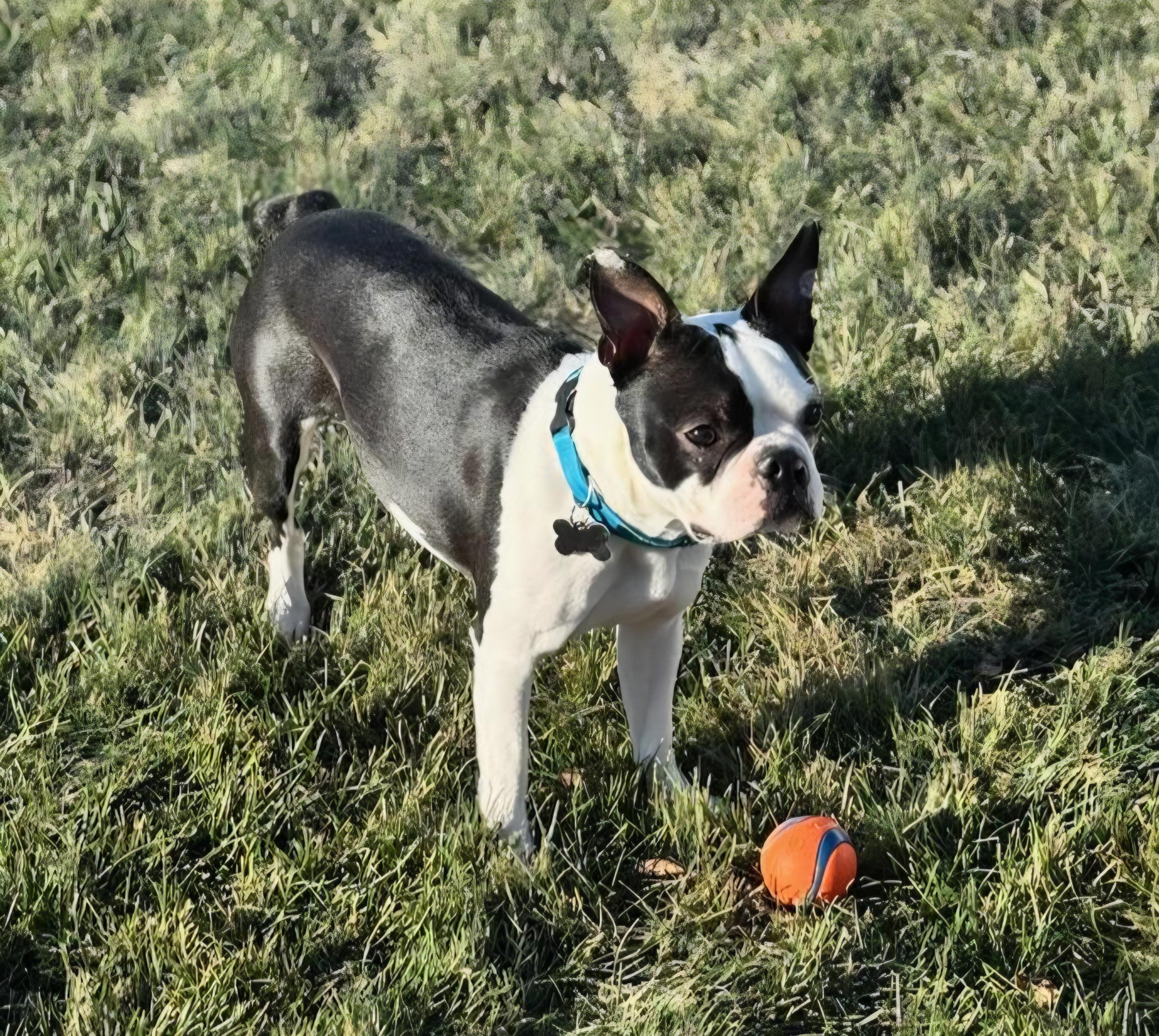 Winston in NE, a Adoptable Boston Terrier in Elkhorn, NE image 4/4