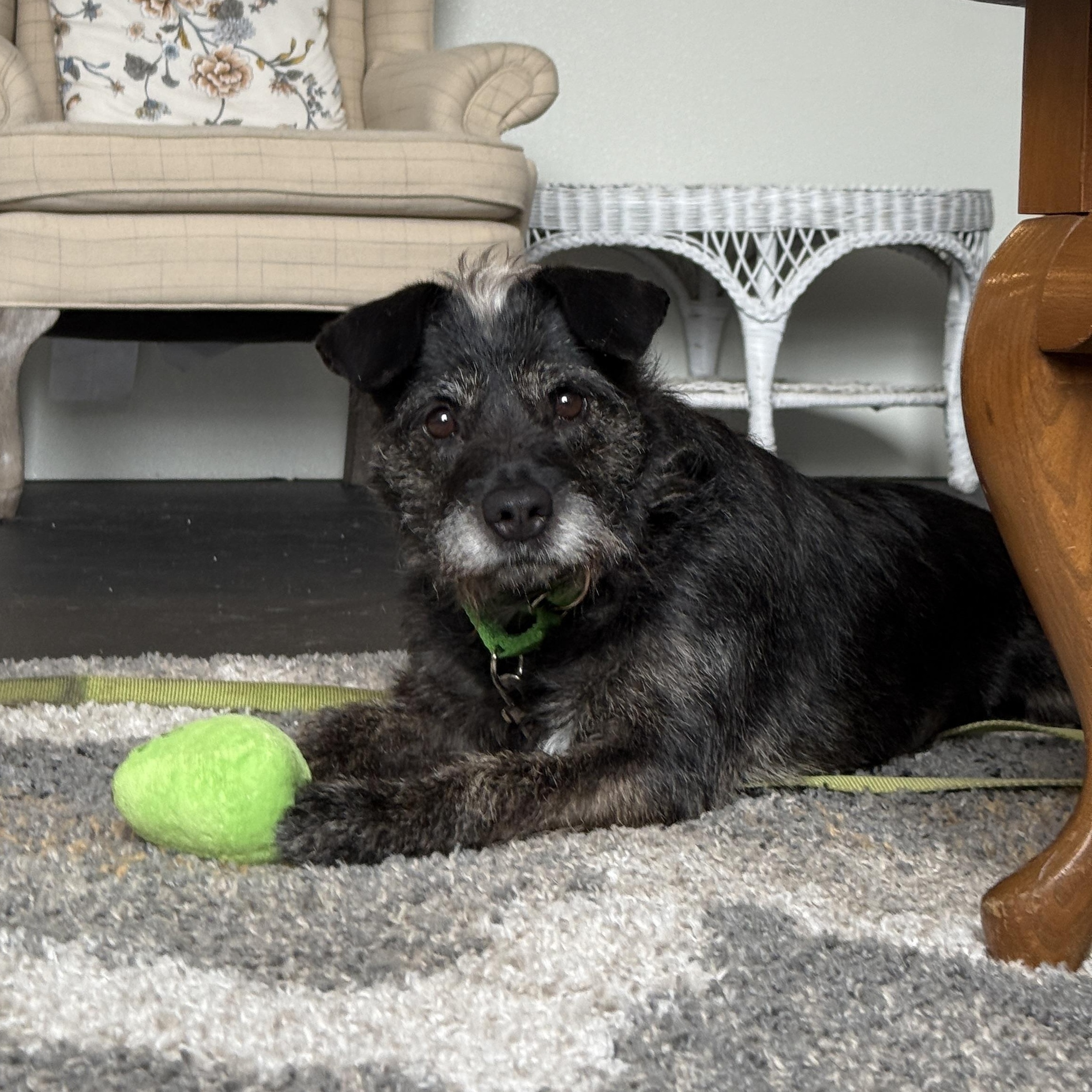 Enlarge Lucy, a Adoptable mixed breed in Terryville, CT image 5/6