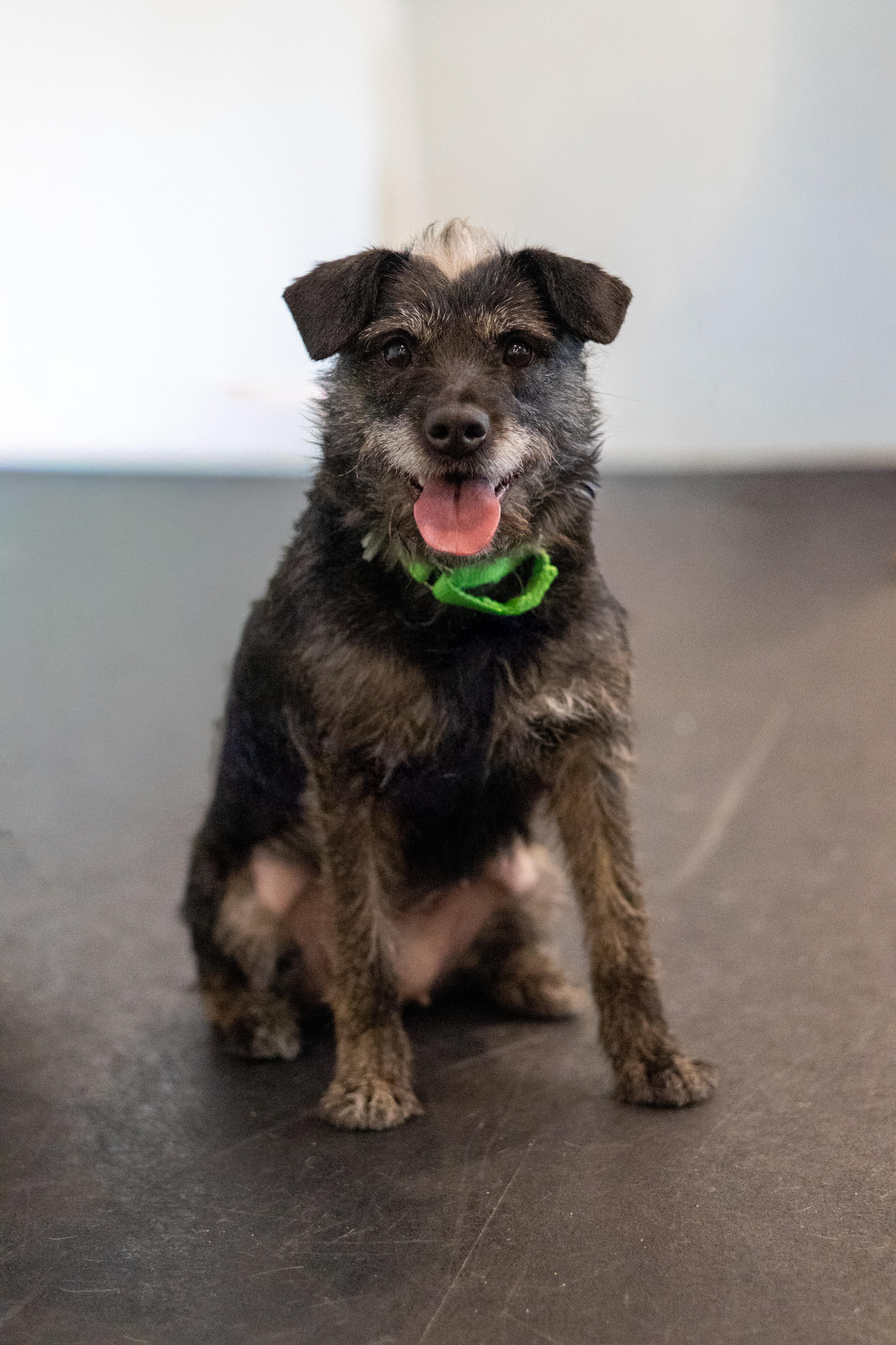 Lucy, Adoptable, Adult Female Miniature Schnauzer & Border Terrier.
