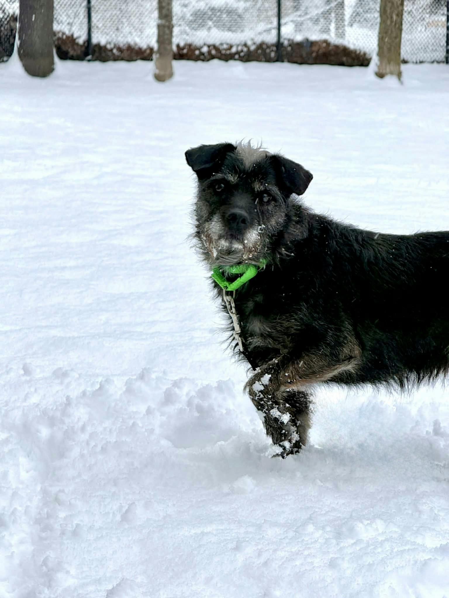 Enlarge Lucy, a Adoptable mixed breed in Terryville, CT image 1/6