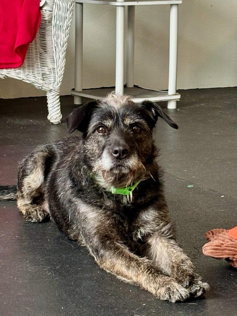 Enlarge Lucy, a Adoptable mixed breed in Terryville, CT image 6/6