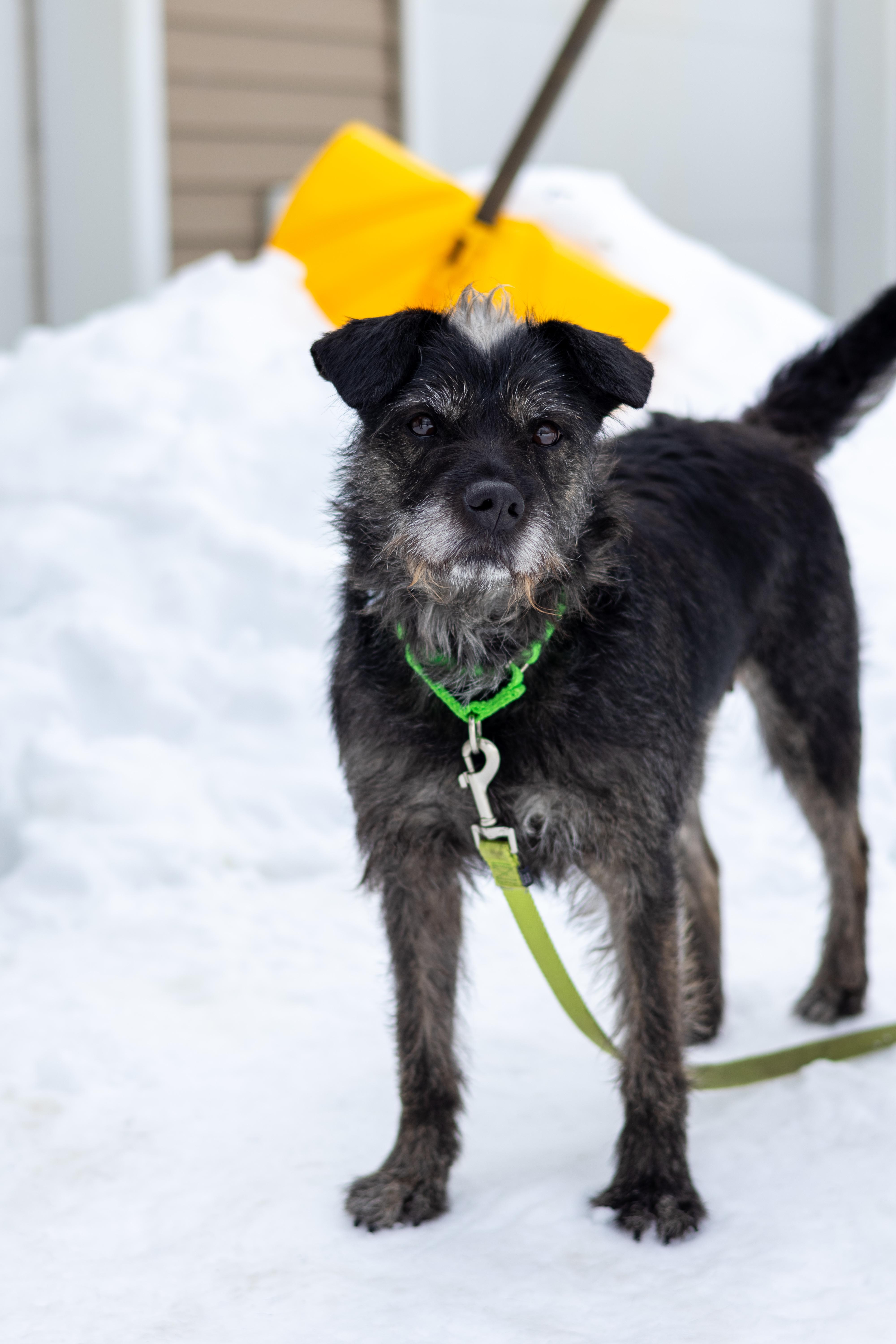 Enlarge Lucy, a Adoptable mixed breed in Terryville, CT image 2/6