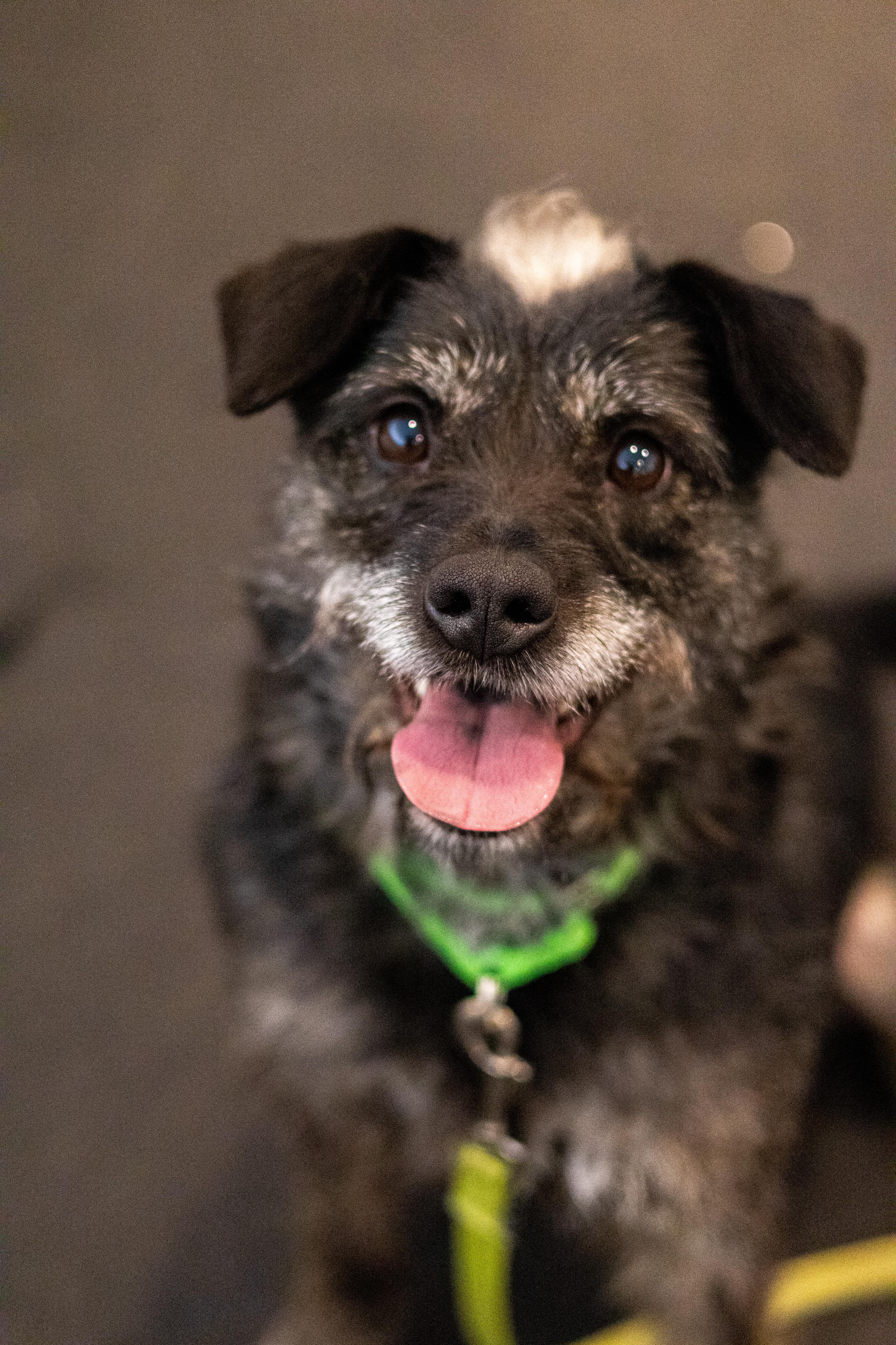 Lucy, Adoptable, Adult Female Standard Schnauzer & Border Terrier.