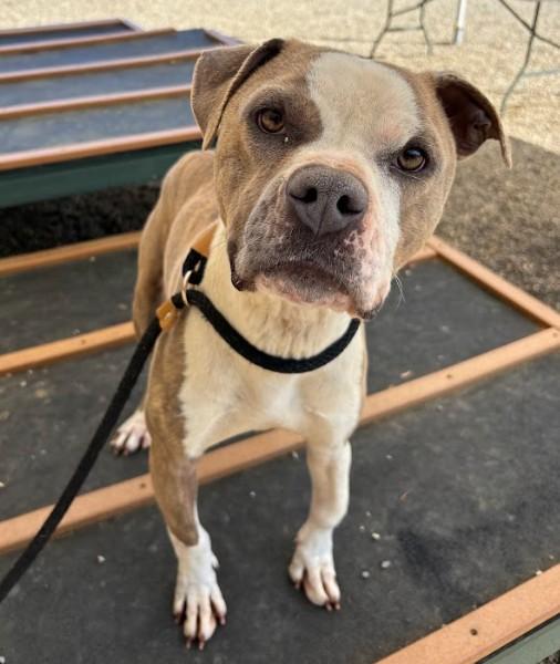 BENNY, Adoptable, Adult Male Pit Bull Terrier & Mixed Breed.