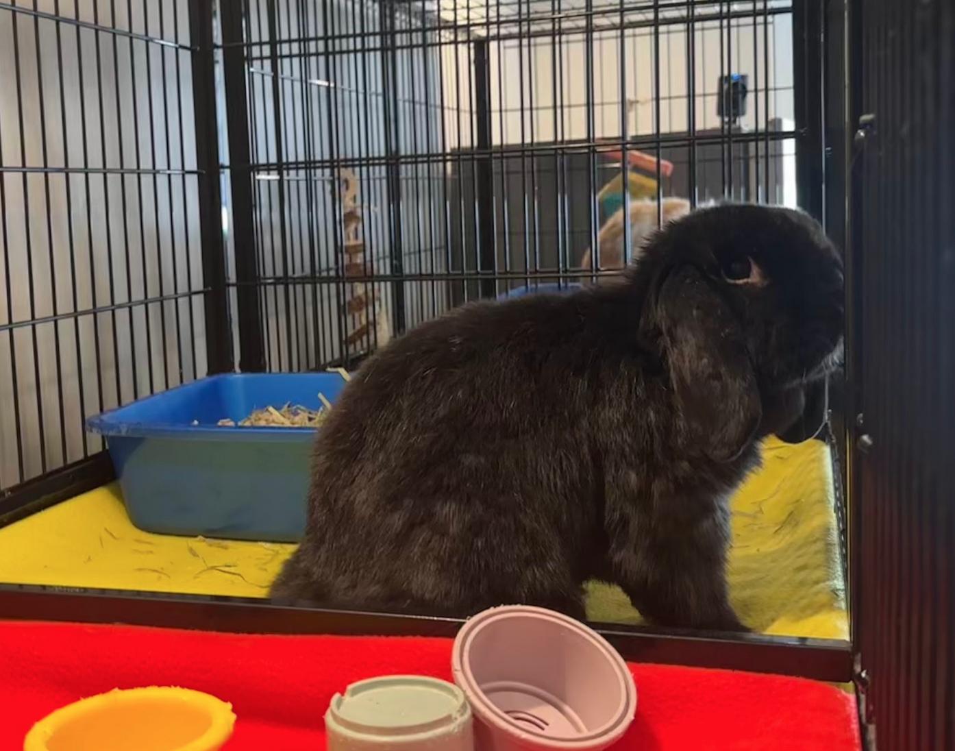 Enlarge Eeyore, an adoptable Mini Lop in Philadelphia, PA image 2/2