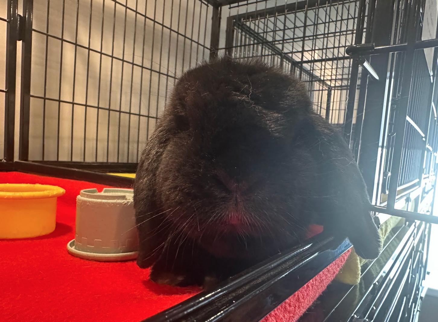 Eeyore, adoptable, Adult Female Mini Lop.