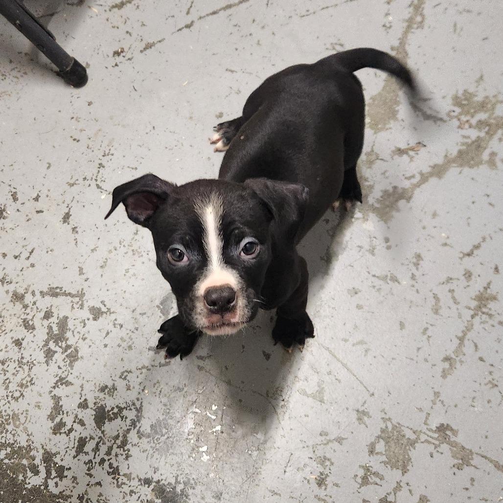 Teddy, Adoptable, Puppy Male Mixed Breed.