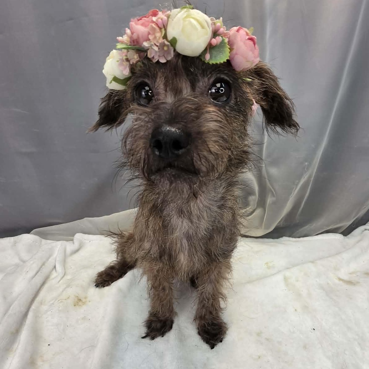 Sprout, an adopted mixed breed in Wanaque, NJ image 2/6