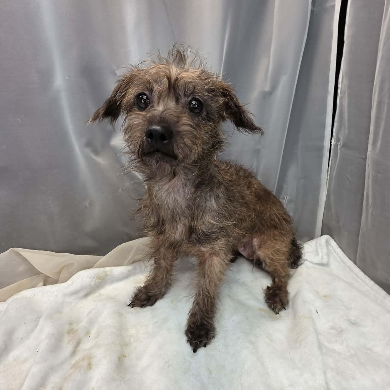 Sprout, an adopted mixed breed in Wanaque, NJ image 4/6