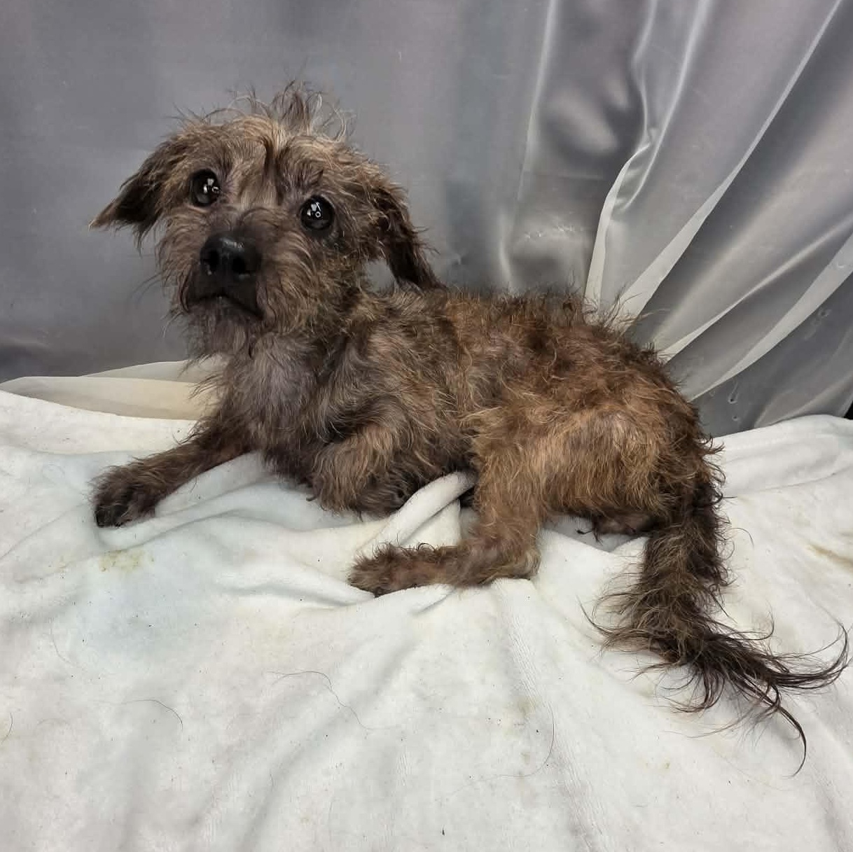 Sprout, an adopted mixed breed in Wanaque, NJ image 6/6