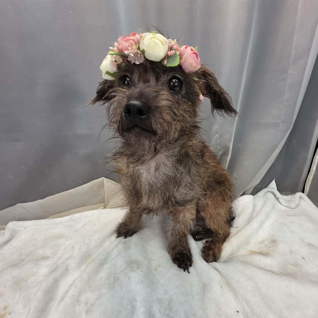 Sprout, an adopted mixed breed in Wanaque, NJ image 3/6