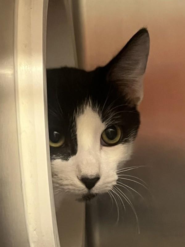 Kirk, Adoptable, Kitten Male Domestic Short Hair.