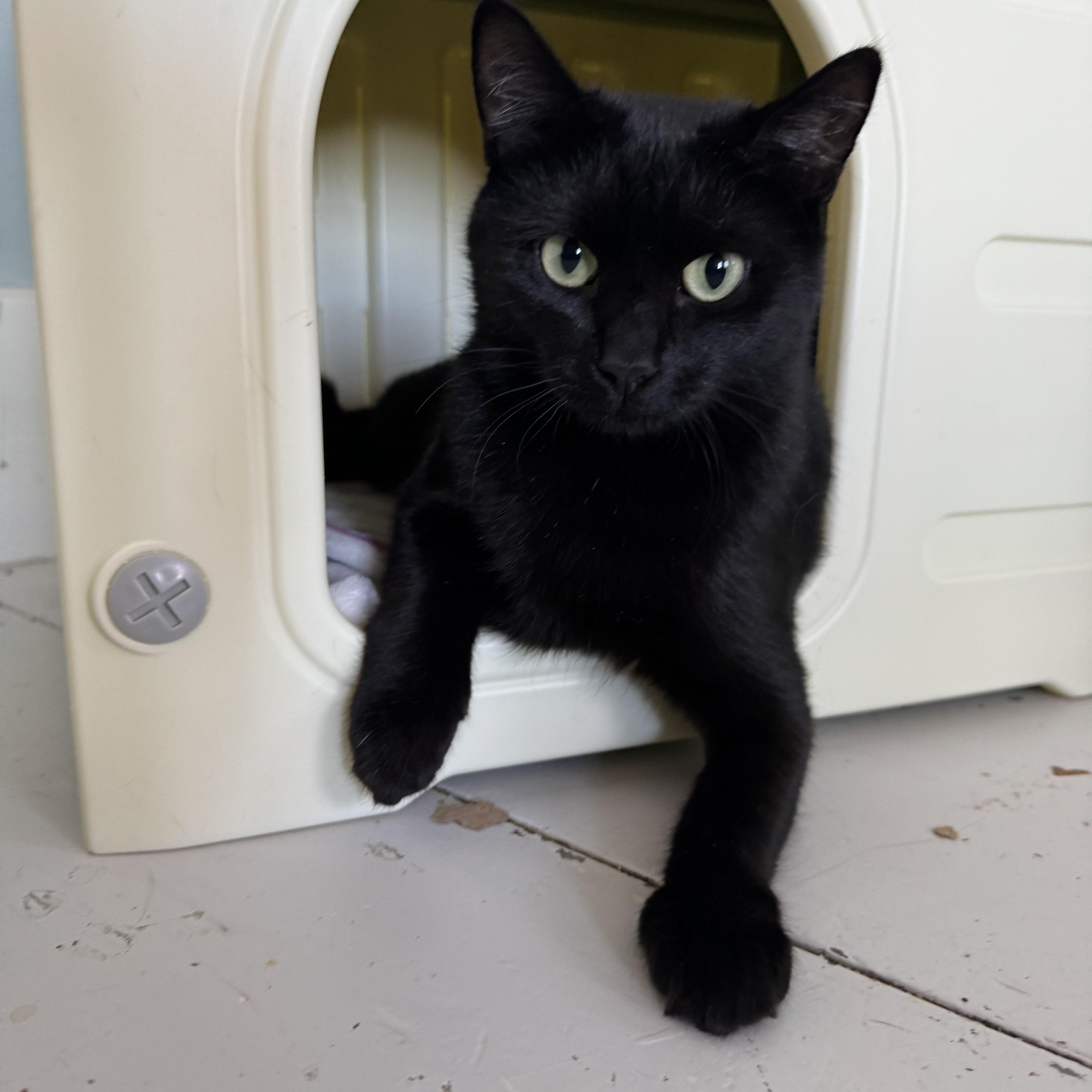 Enlarge Myra Grace, a Adoptable Domestic Short Hair in Uxbridge, MA image 1/3