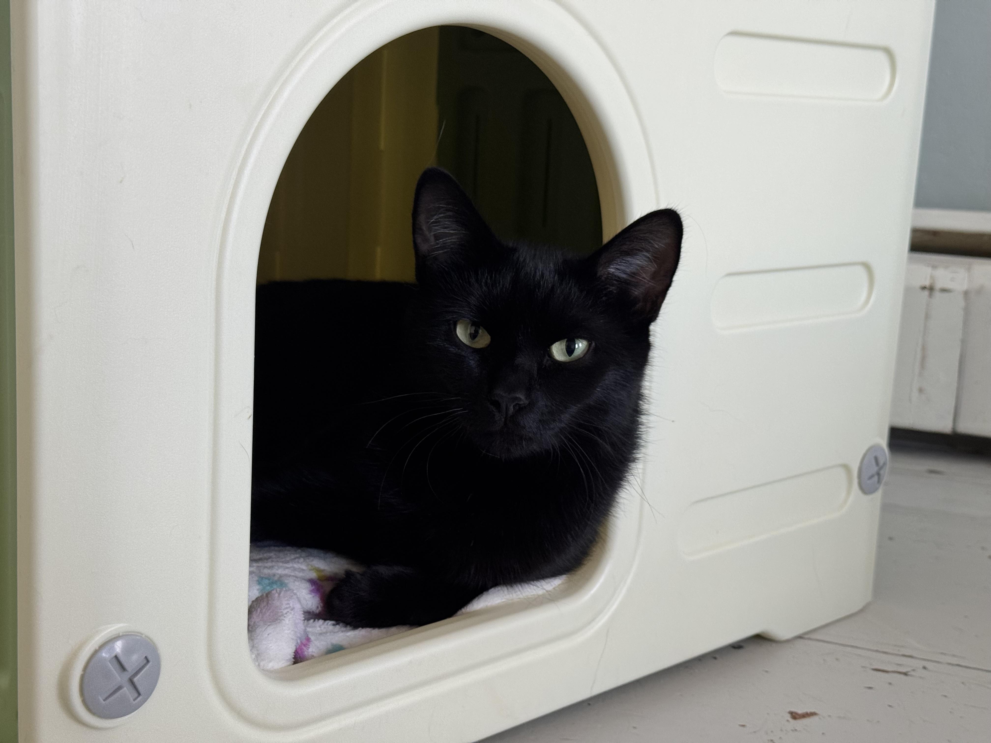 Enlarge Myra Grace, a Adoptable Domestic Short Hair in Uxbridge, MA image 2/3