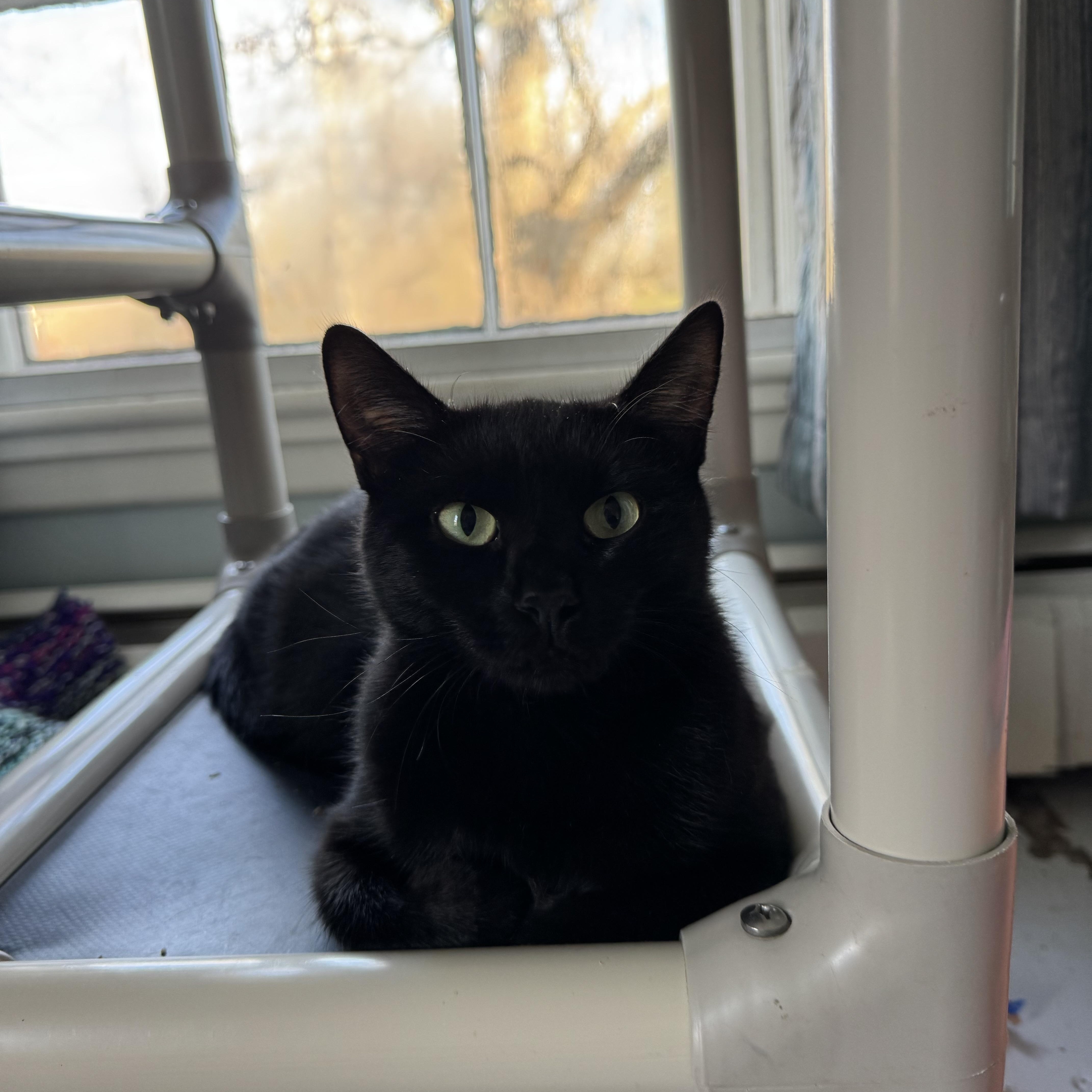 Enlarge Myra Grace, a Adoptable Domestic Short Hair in Uxbridge, MA image 3/3